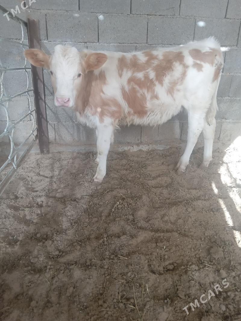 simintal okuz - Aşgabat - img 1