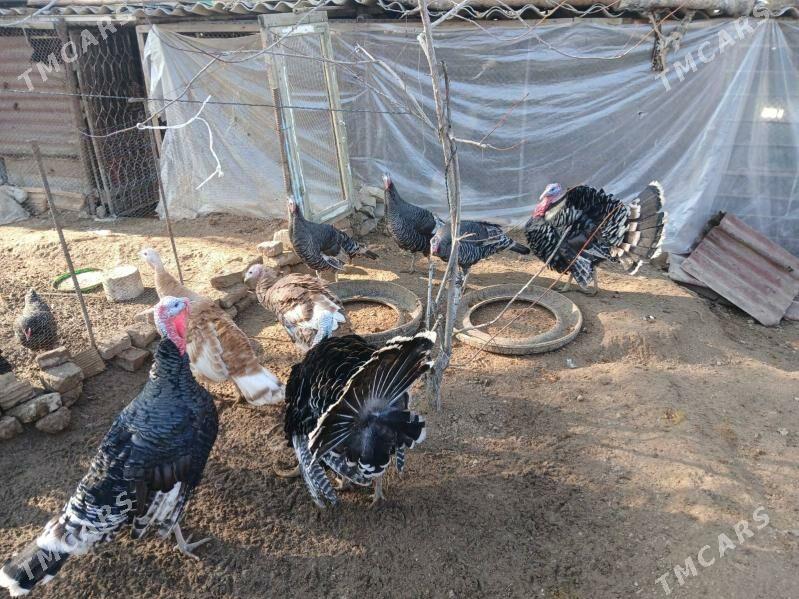 indyuk - Ашхабад - img 1