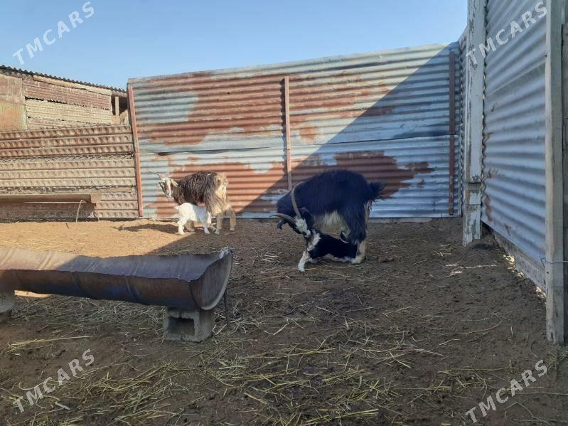 Geci owlakly - Esenguly - img 1