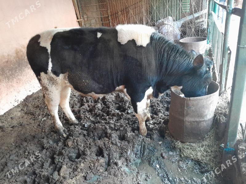 öküz - Ашхабад - img 1