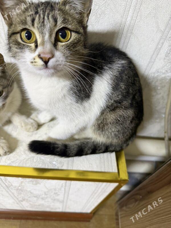 pishikler - Дашогуз - img 1