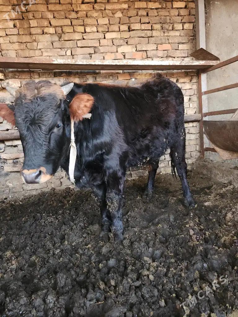 Öküzler - Aşgabat - img 1