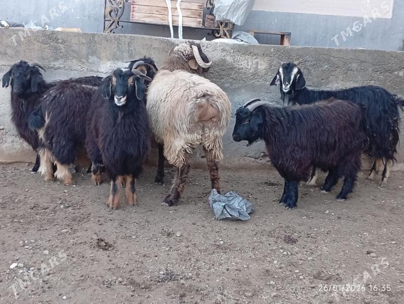 dog Goç - Herrikgala - img 1