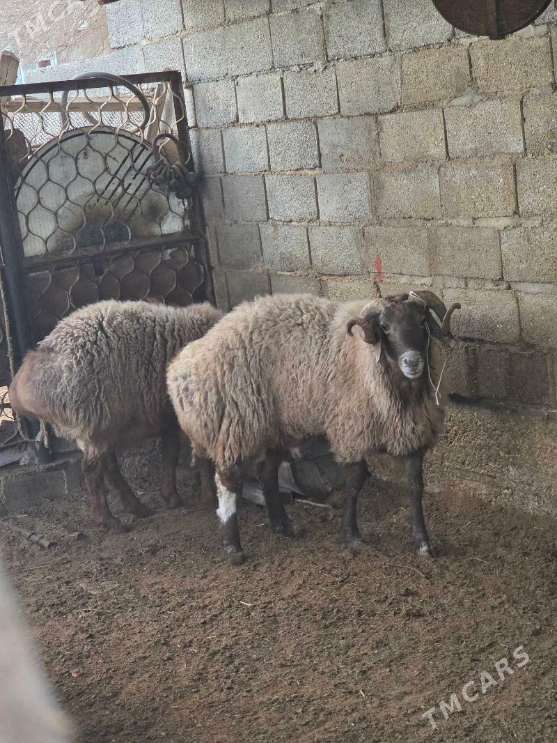 goç - Балканабат - img 1