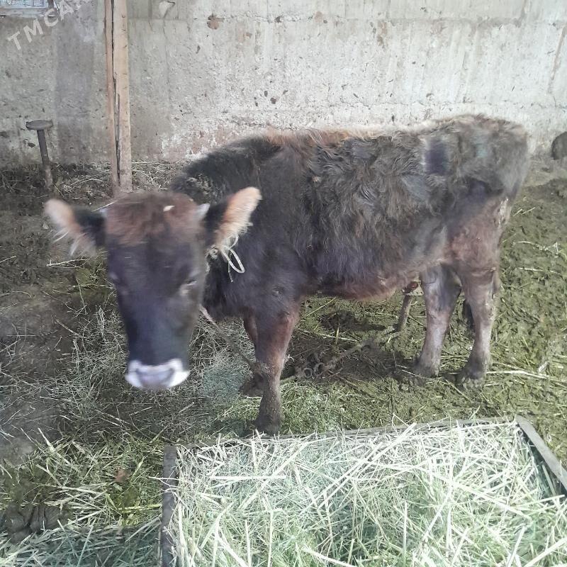 tuwe - Гёкдепе - img 1