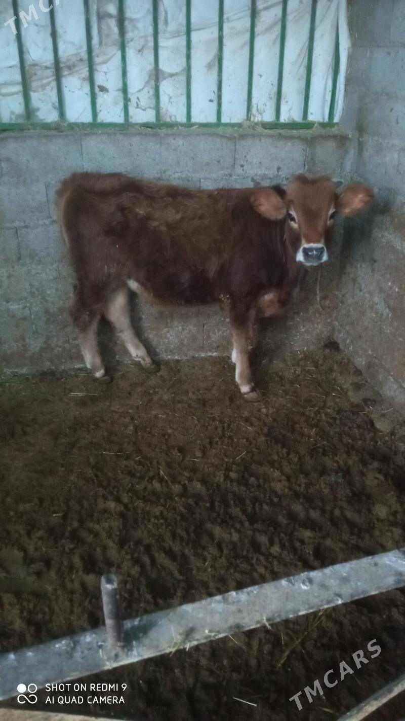 göle - Bäherden - img 1