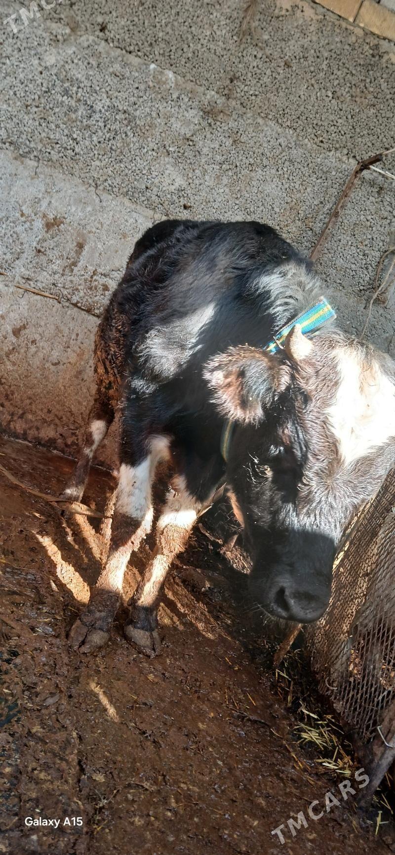 Öküz - Herrikgala - img 1