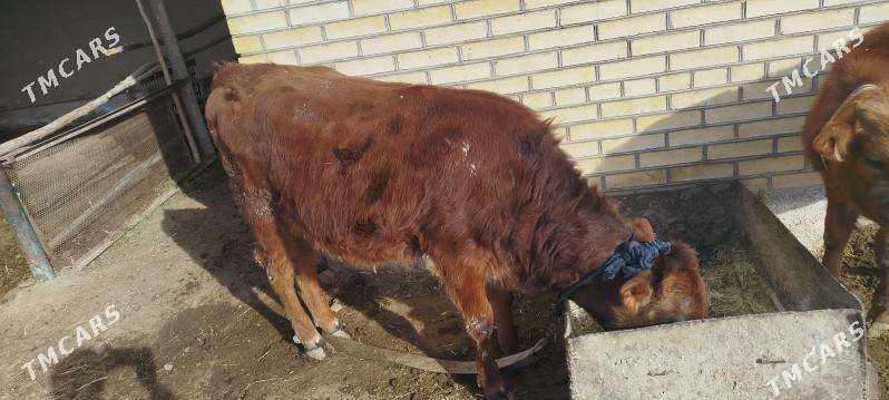 Gulajyn - Мургап - img 1