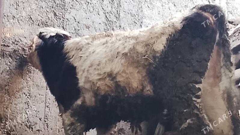 ökiz - Бузмеин - img 1