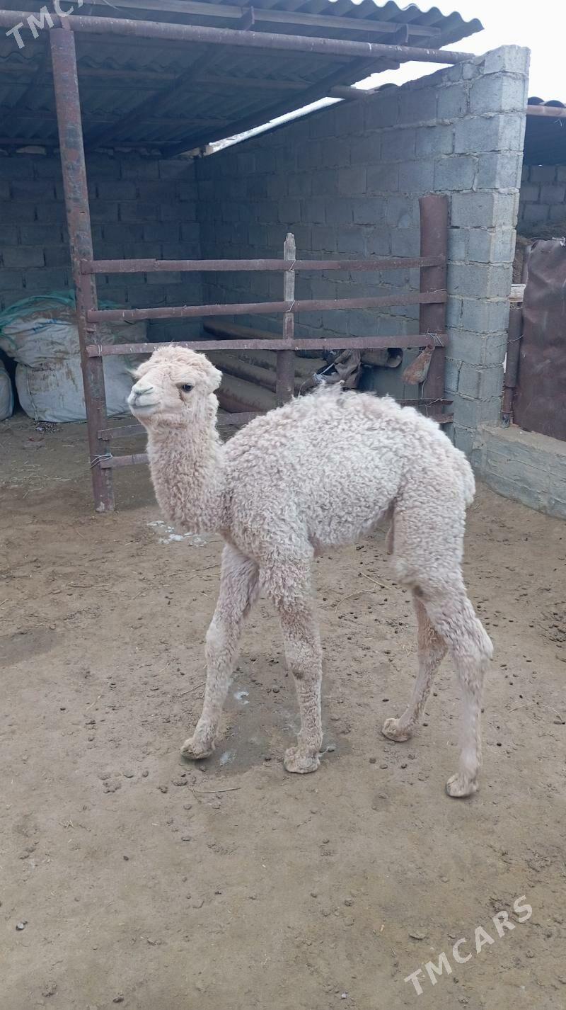 Kosekli duye - Гумдаг - img 1