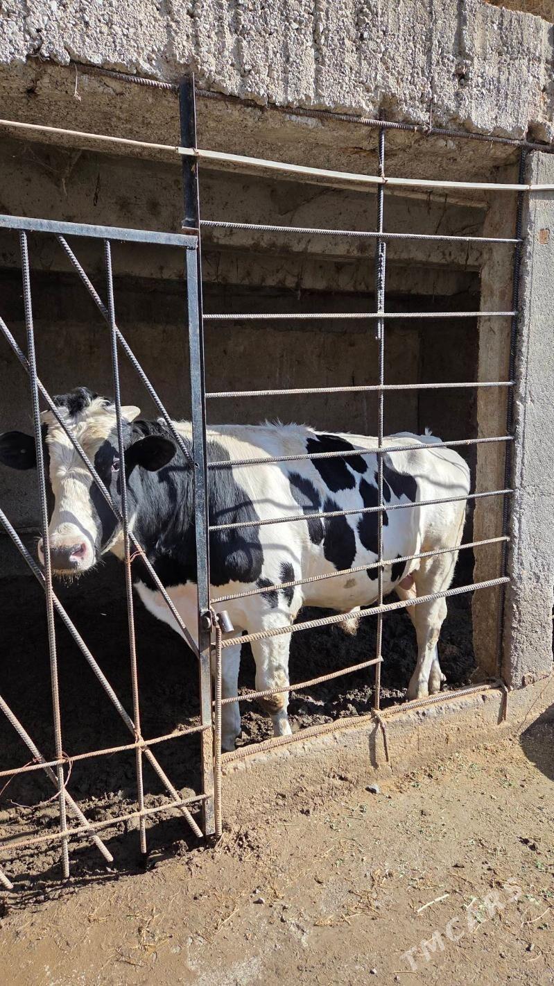 Öküz - Bekrewe - img 1