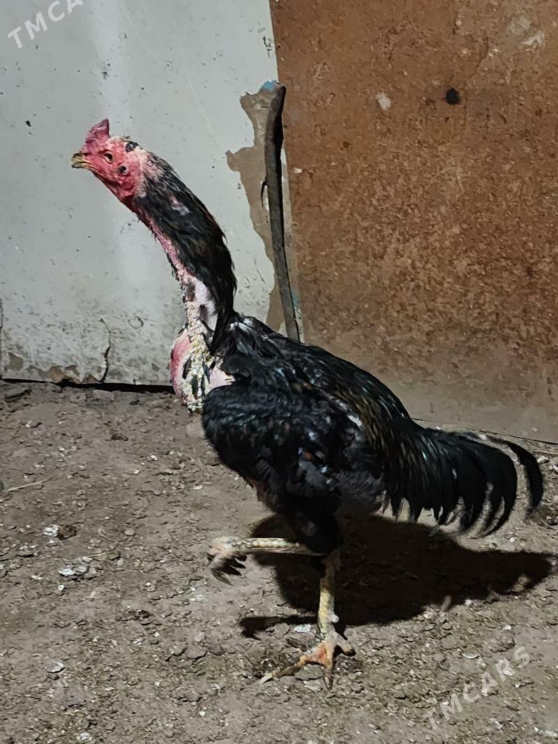 Taskent - Gyzylarbat - img 1