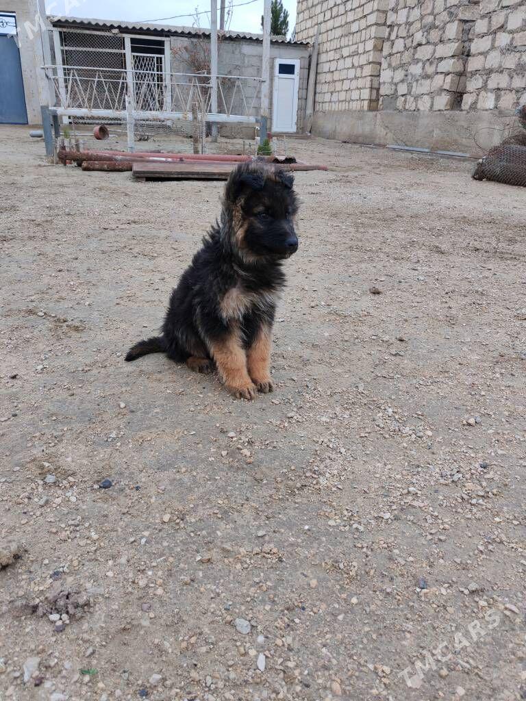 Овчарка - Hazar - img 1