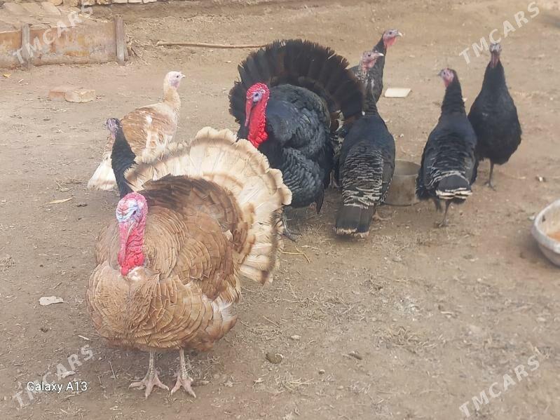 induk - Görogly (Tagta) - img 1