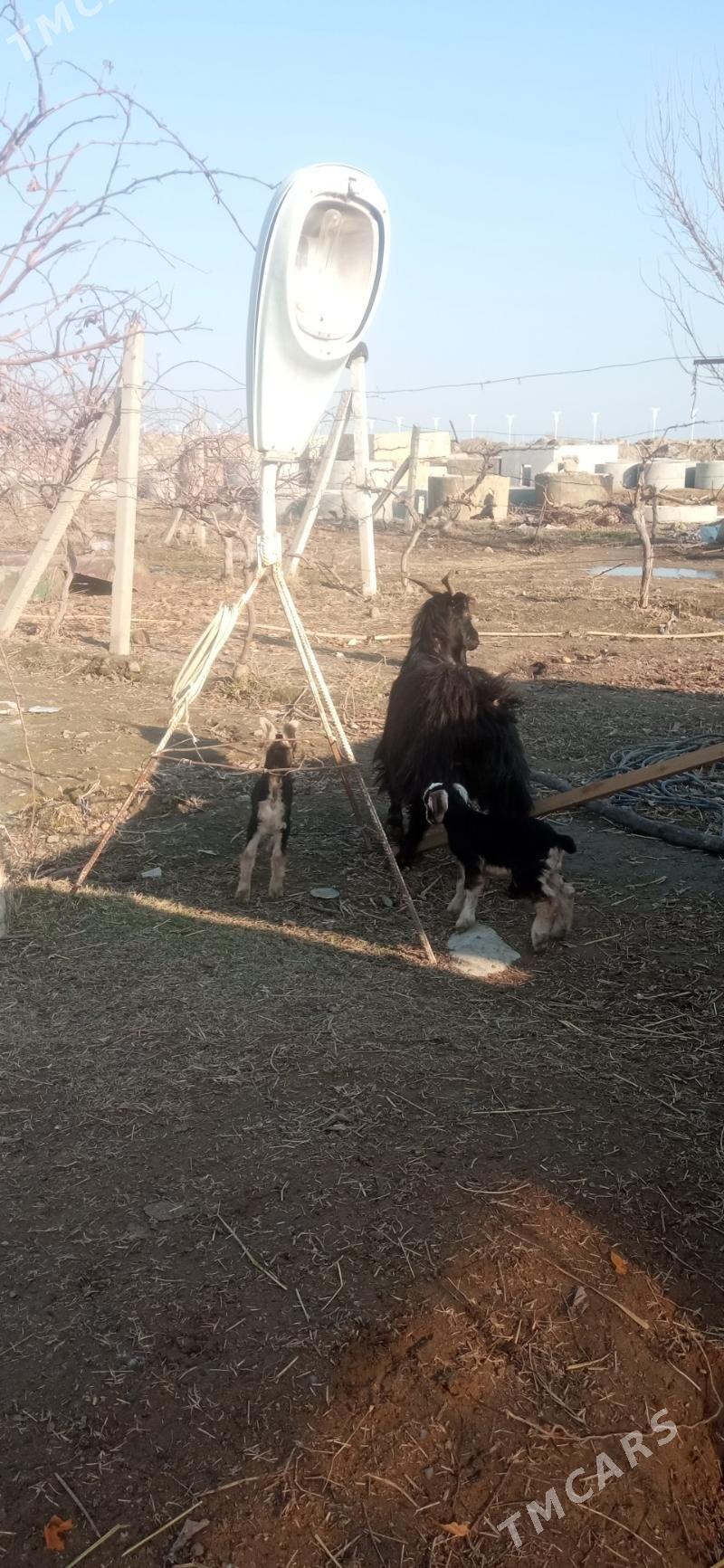 Ekiz ovlokli geci - Gökdepe - img 1