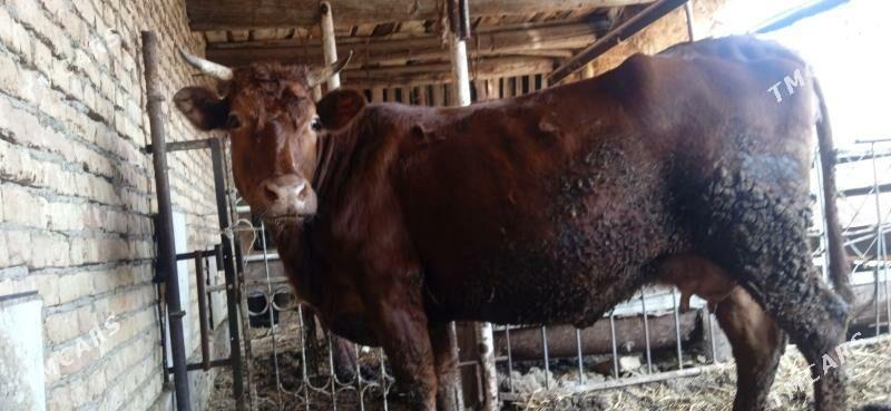 burlat 2nji karyn yetik bogaz - Çärjew - img 1