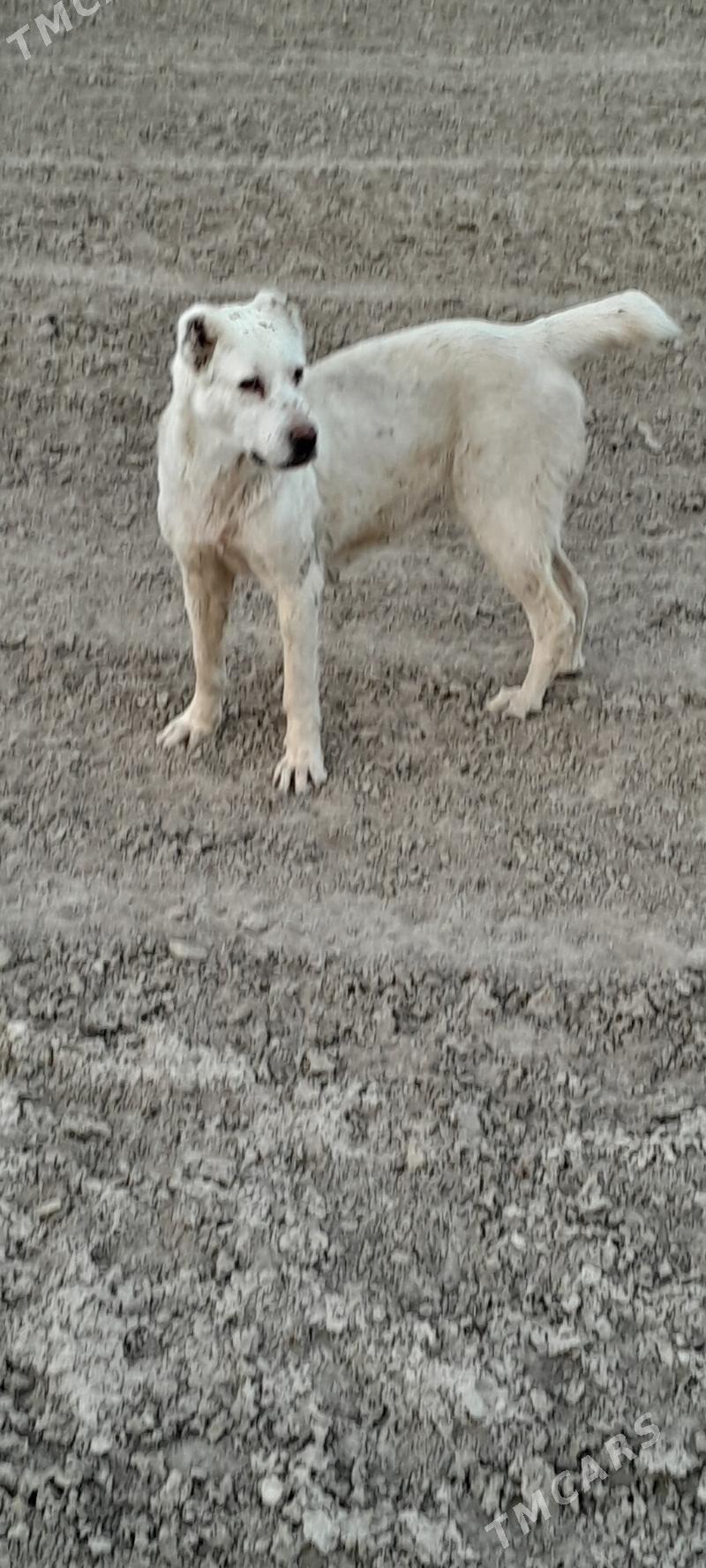 Güjük - Кака - img 1