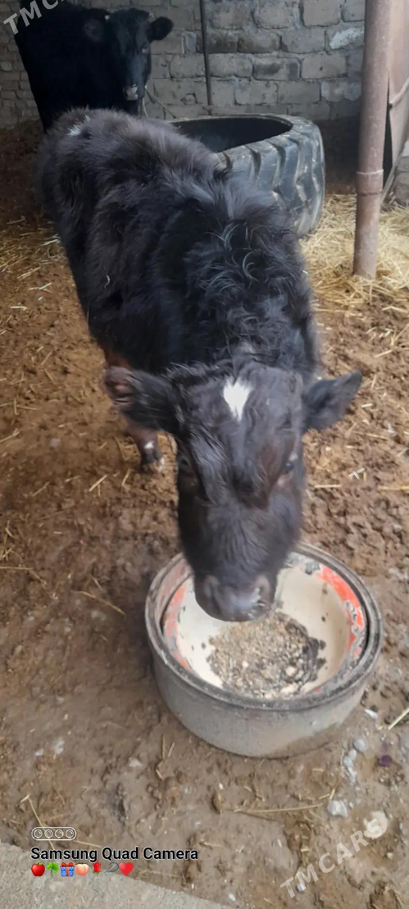 okuz - Ак-Бугдайский этрап - img 1