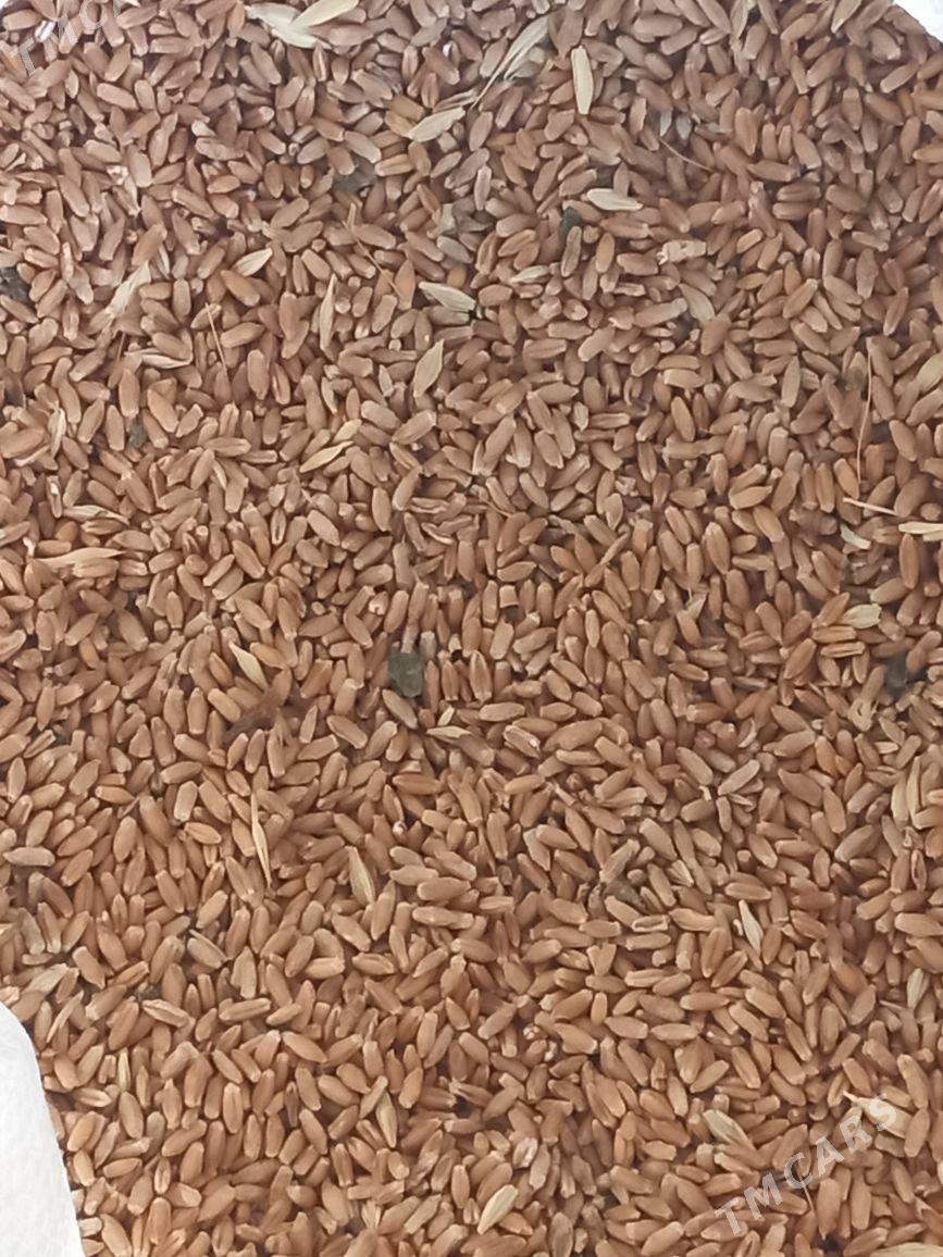 TYRTYKAL - Бахарден - img 1