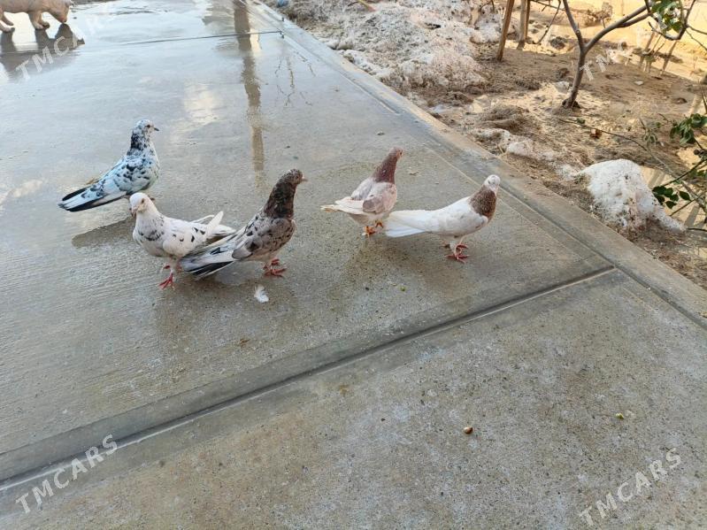 Kepderi - Gyzylarbat - img 1