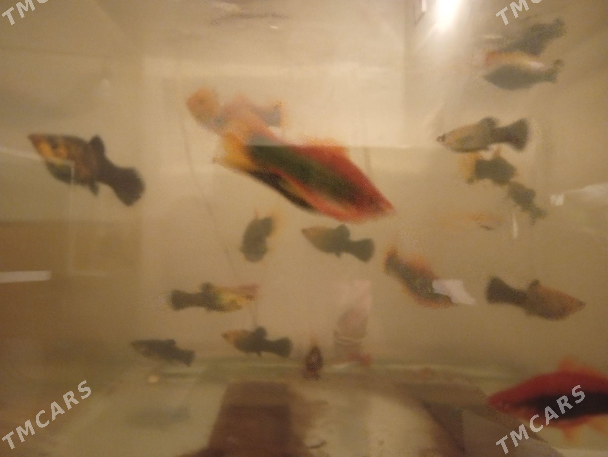 Gigant miçinos - Дашогуз - img 1