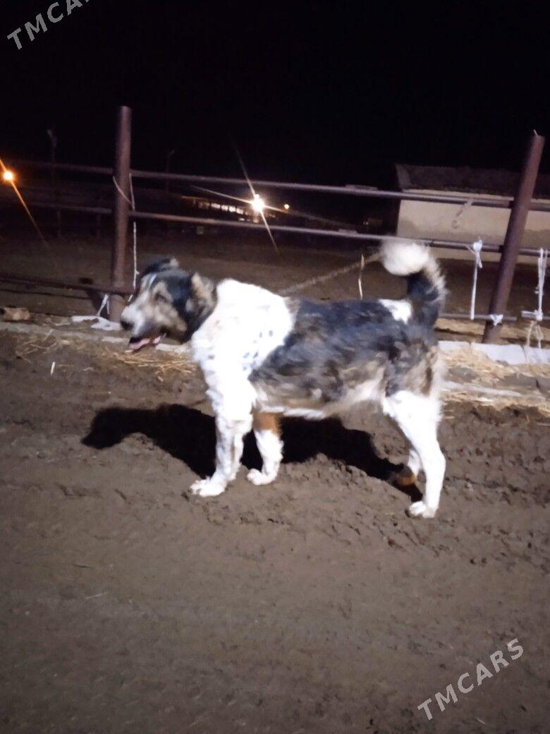 alabay it - Herrikgala - img 1