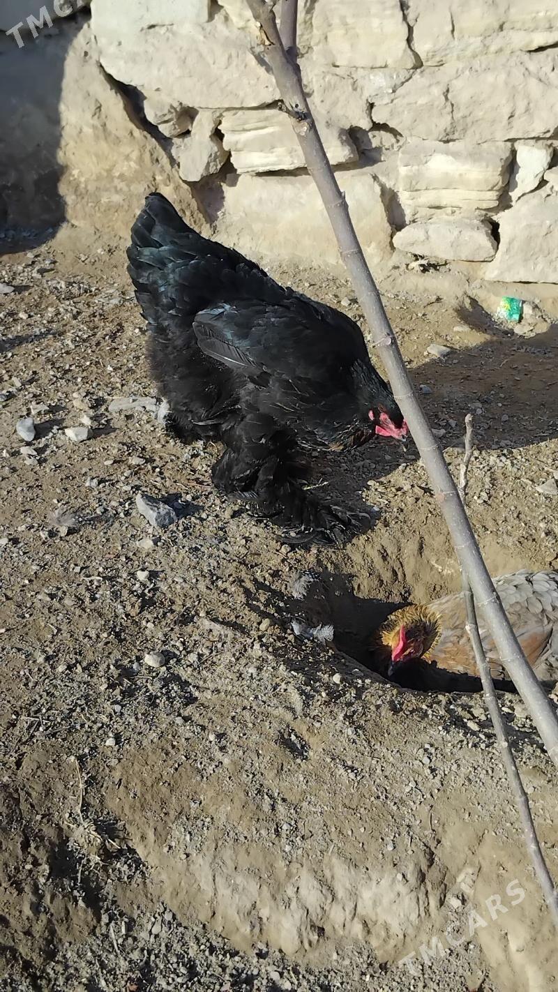 towuk horaz - Гызыларбат - img 1