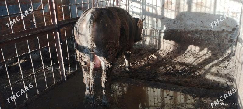 okuz - Гёкдепе - img 1