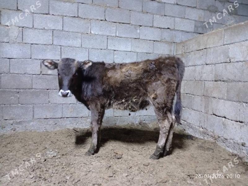 Şwes tuwe - Herrikgala - img 1