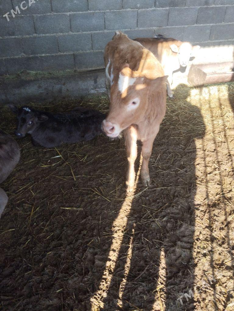 tuwe 3 aýlyk göle - Бахарден - img 1