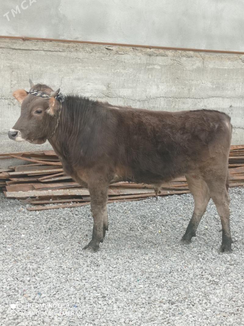 Öküz 2-sany - Aşgabat - img 1