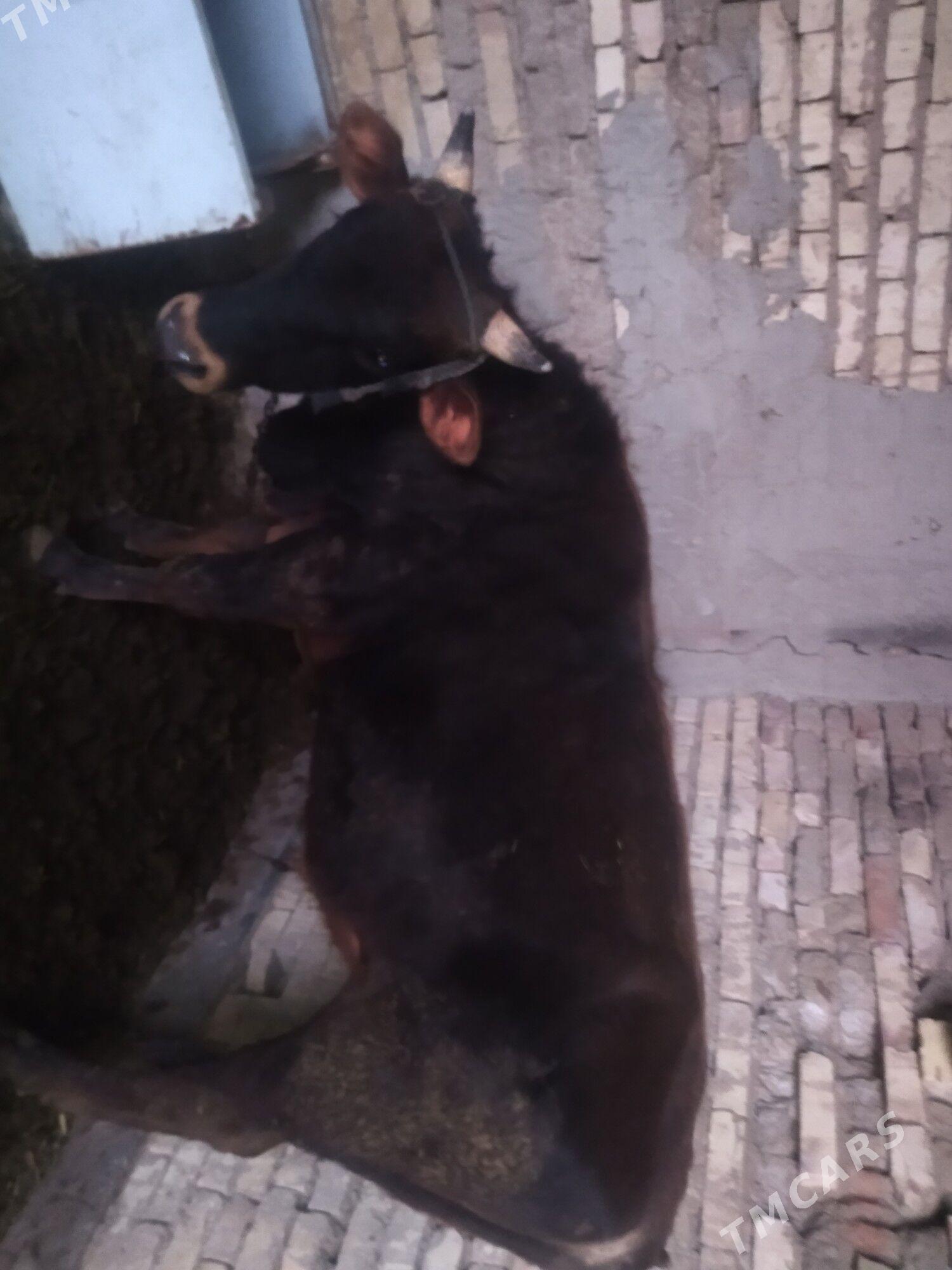 öküz 2 sany - Baýramaly - img 1