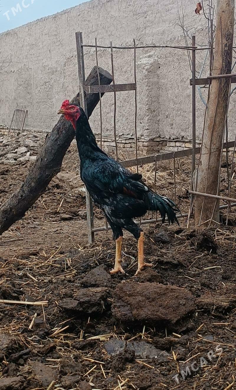 horaz - Daşoguz - img 1