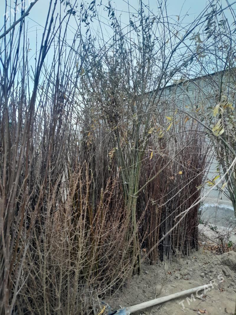 miweli baglar - Гёкдепе - img 1