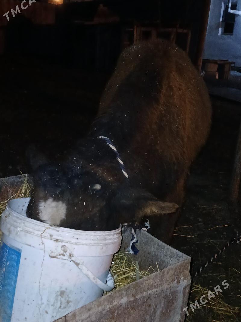 okuz - Гёкдже - img 1