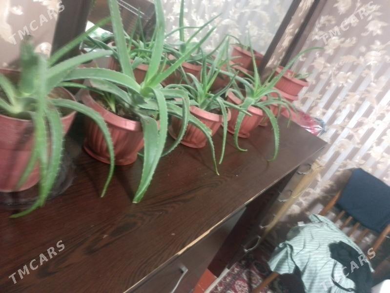 Алое не дорого - Türkmenabat - img 1