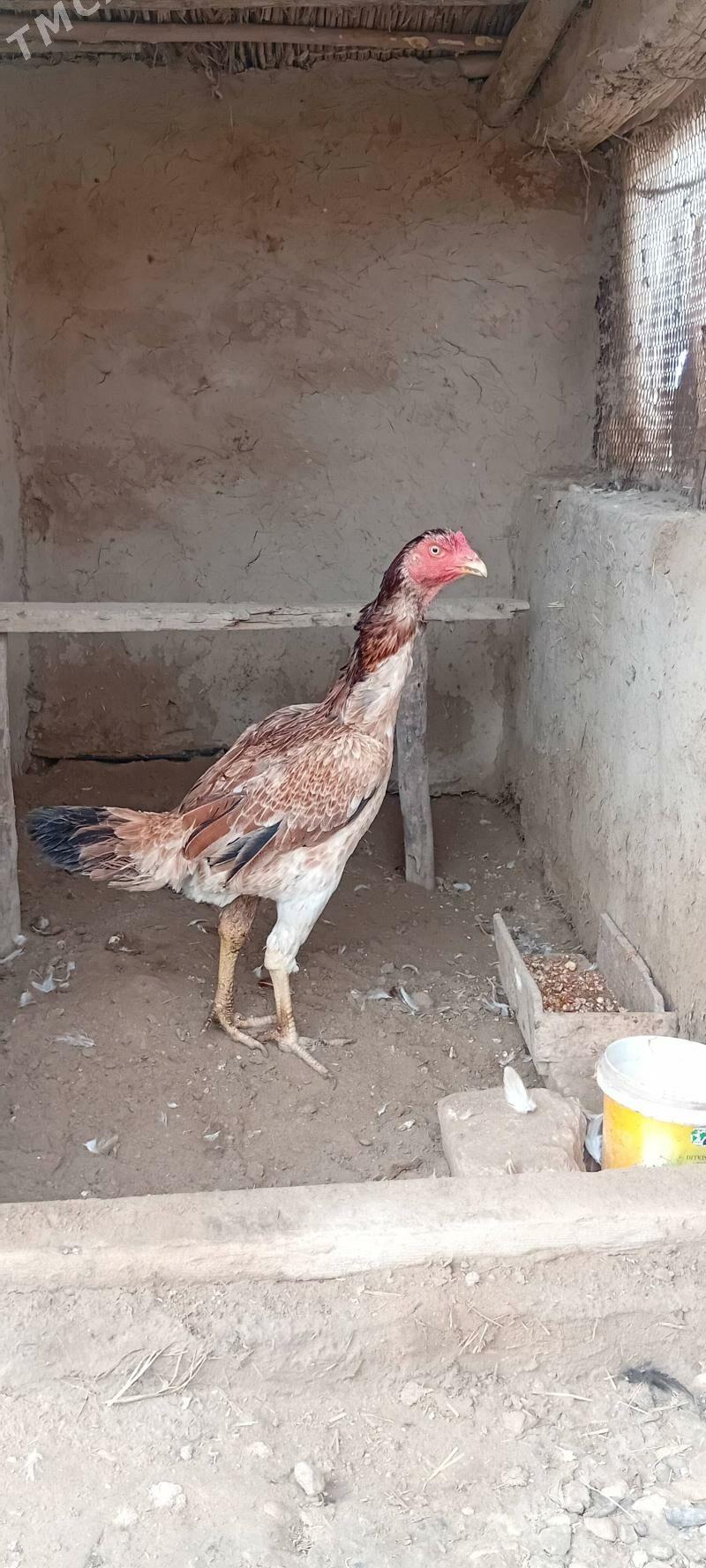 towuk - Baýramaly - img 1