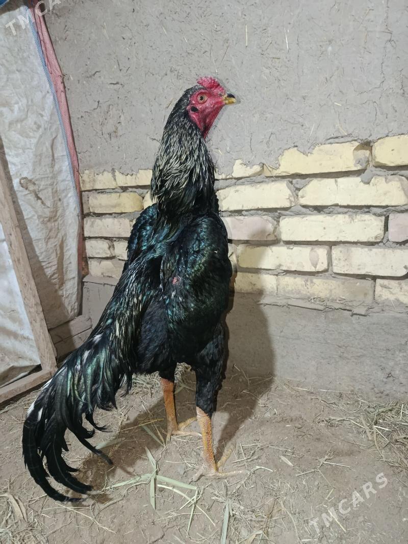 horaz - Şabat etr. - img 1