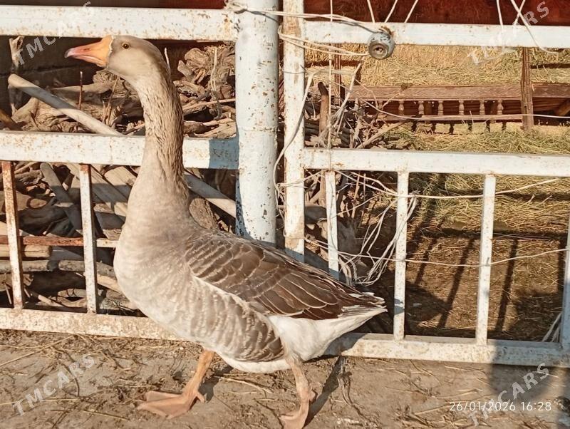 Guss - Herrikgala - img 1