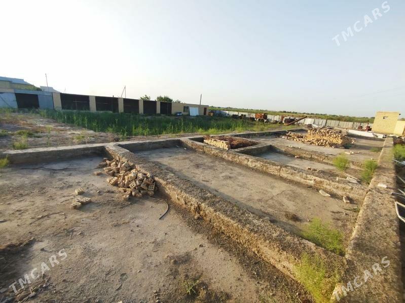 jay - Sakarçäge - img 1