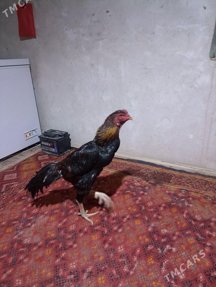 horaz - Губадаг - img 1