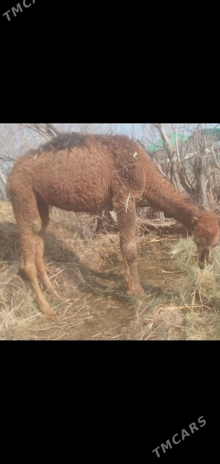 owsuk - Babadaýhan - img 1