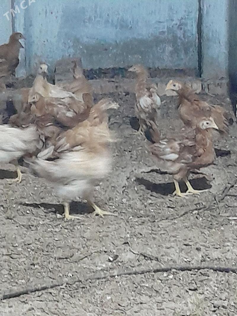 jüje - Gökdepe - img 1