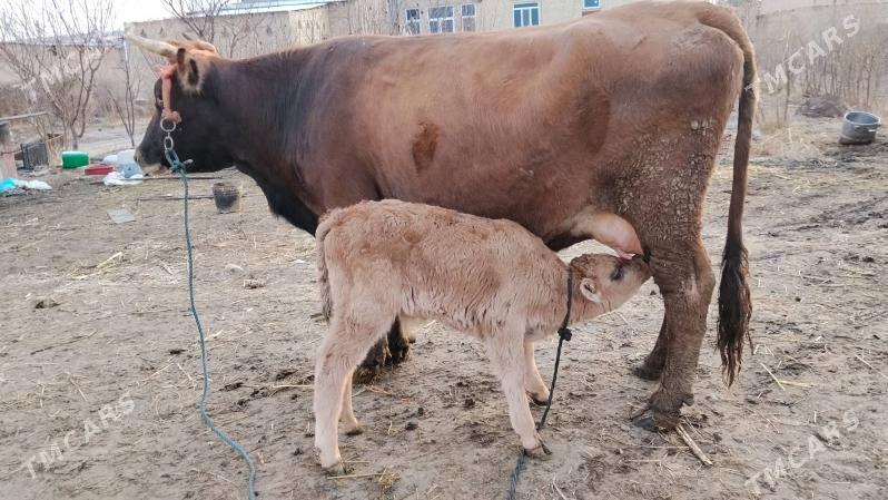 Goleli sygyr - Фарап - img 1