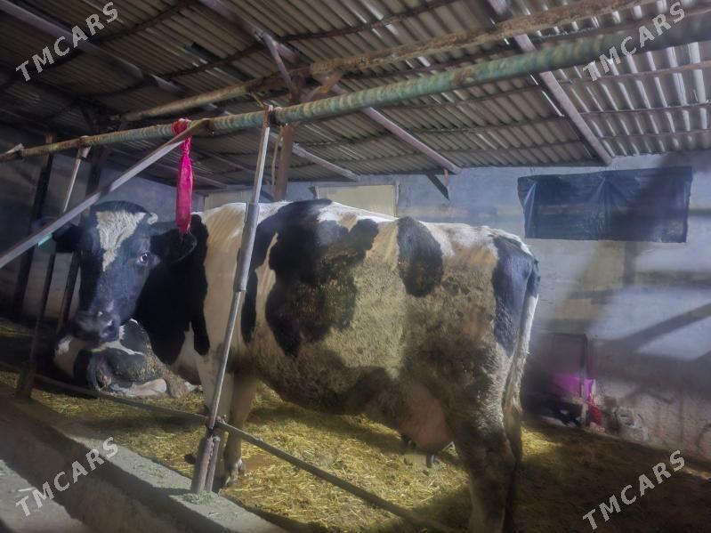 Sygyr - Ak bugdaý etraby - img 1