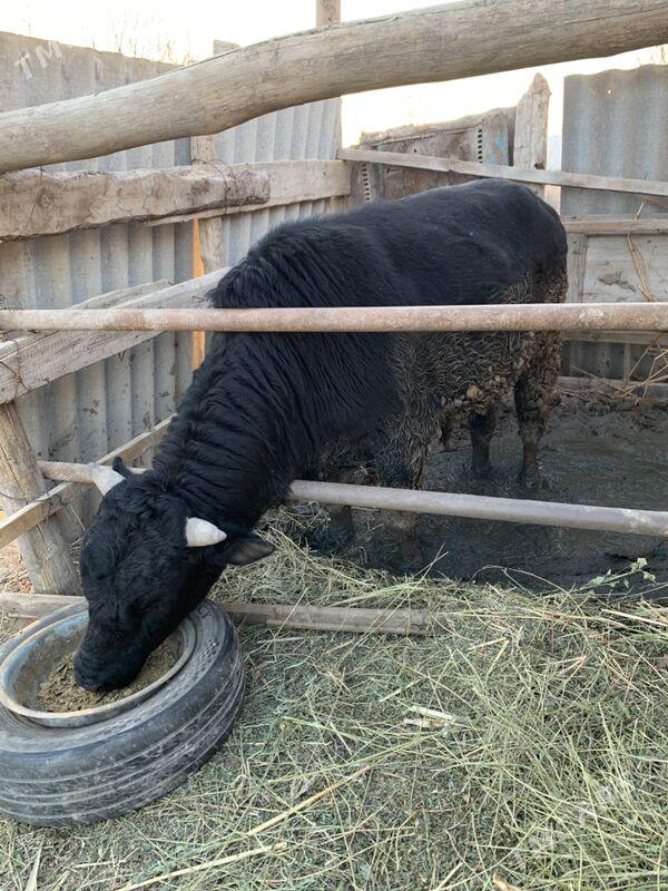 okuz - Мары - img 1