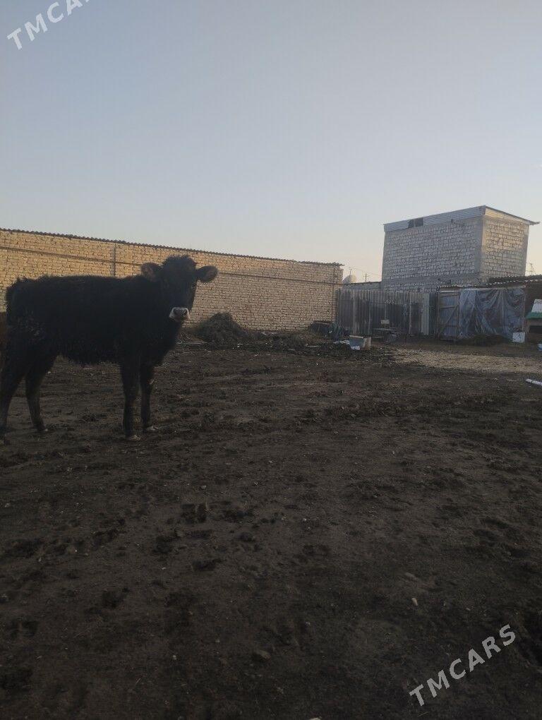 tuwe - Aşgabat - img 1