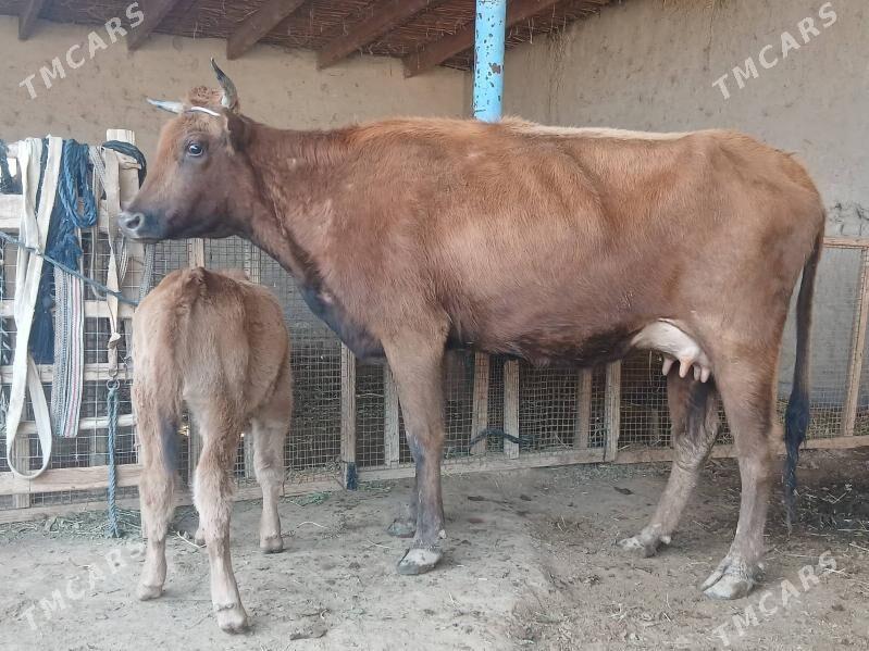 goleli - Векильбазар - img 1