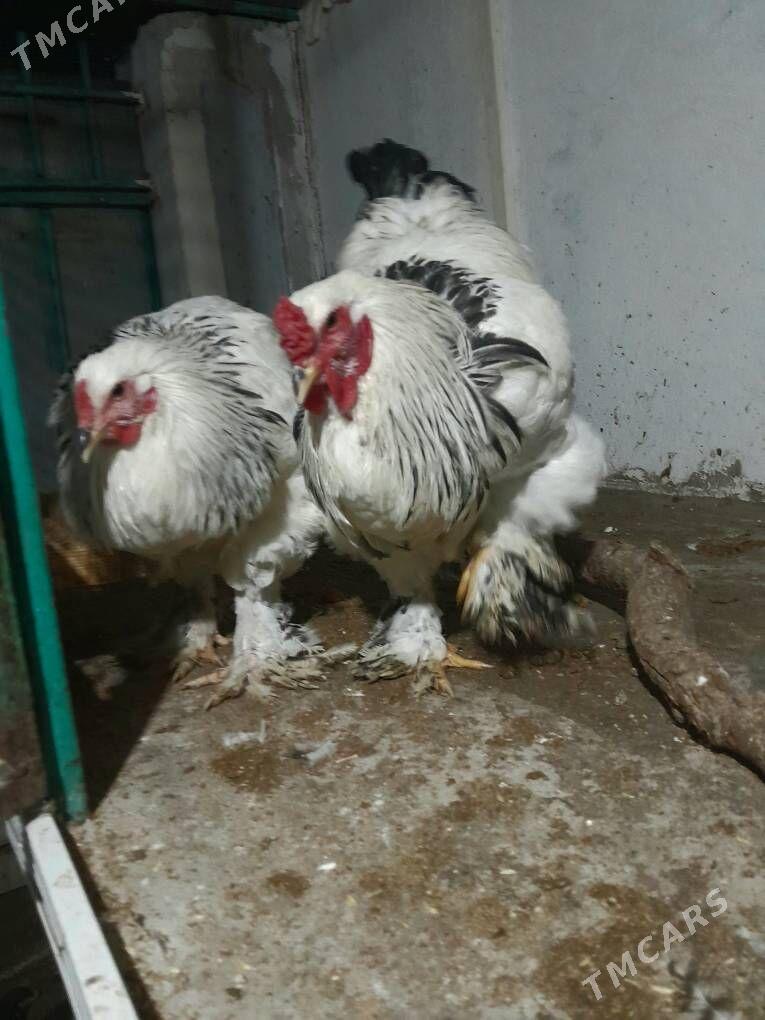 brama - Aşgabat - img 1