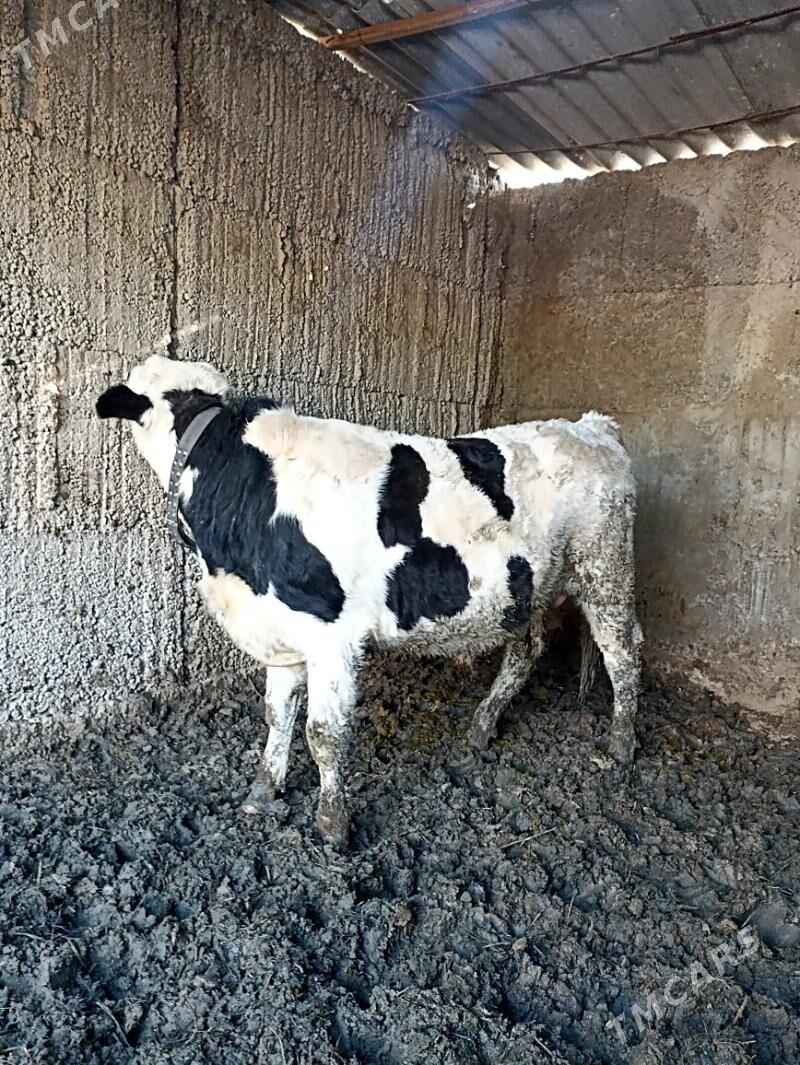 SIMENTAL OKUZLER HOWURE - Ашхабад - img 1